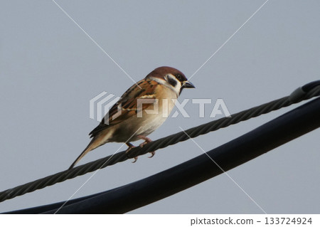 Sparrow 133724924
