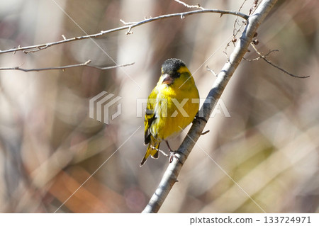 A cute and beautiful siskin that came out of nowhere and stopped in front of me A cute and beautiful siskin that came out of nowhere and stopped in front of me 133724971