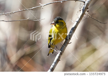 A cute and beautiful siskin that came out of nowhere and stopped in front of me A cute and beautiful siskin that came out of nowhere and stopped in front of me 133724973