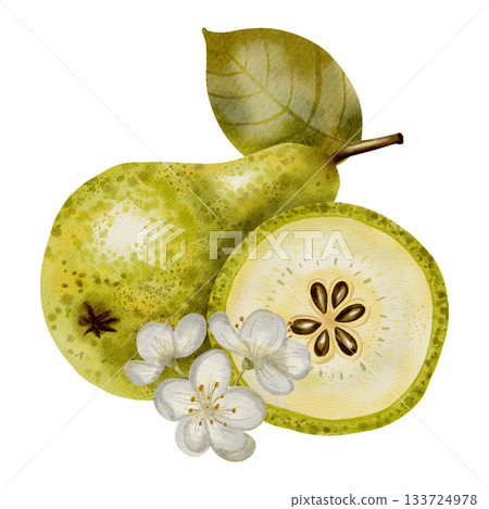 Hand painted watercolor composition featuring green pears adorned with white flowers and leaves. Perfect for elegant packaging, textiles, cards, and labels. Hand painted watercolor composition featuring green pears adorned with white flowers and leaves. Perfect for elegant packaging, textiles, cards, and labels. 133724978