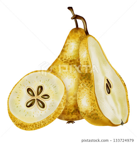 A hand-drawn watercolor illustration of whole yellow pears next to a slice. The pear contains seeds. Perfect for food packaging, menu design, kitchen decor, and recipe cards. A hand-drawn watercolor illustration of whole yellow pears next to a slice. The pear contains seeds. Perfect for food packaging, menu design, kitchen decor, and recipe cards. 133724979