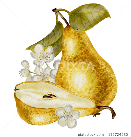 A hand-drawn watercolor illustration of whole yellow pears next to a slice. The pear contains seeds. Perfect for food packaging, menu design, kitchen decor, and recipe cards. A hand-drawn watercolor illustration of whole yellow pears next to a slice. The pear contains seeds. Perfect for food packaging, menu design, kitchen decor, and recipe cards. 133724980