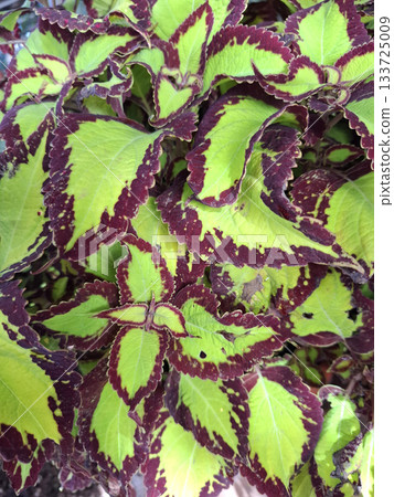 The Coleus blumei plant displays a rich texture with vibrant green leaves featuring deep purple edges. This ornamental plant thrives in sunny garden areas, enhancing outdoor beauty. 133725009