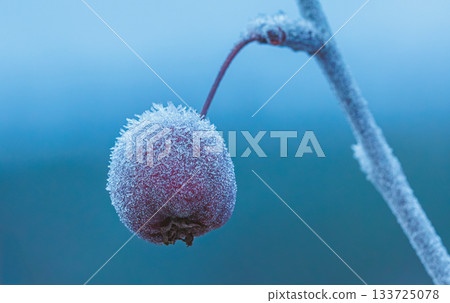 Plant covered in frosty ice crystals. Winter close-up background Plant covered in frosty ice crystals. Winter close-up background 133725078