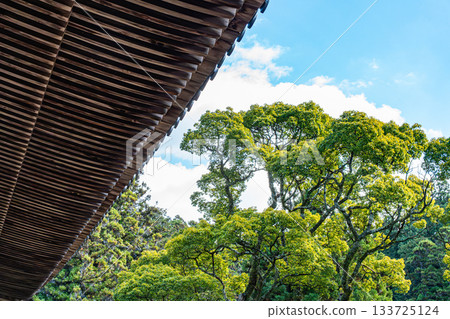 清新的綠色在藍天的襯托下熠熠生輝 清新的綠色在藍天的襯托下熠熠生輝 133725124