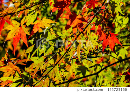 Landscape with autumn leaves Landscape with autumn leaves 133725166