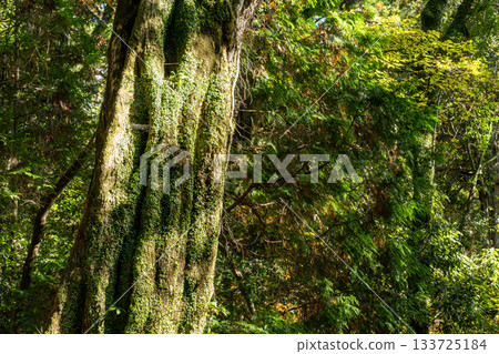Trees shining in the sunlight filtering through the leaves Trees shining in the sunlight filtering through the leaves 133725184