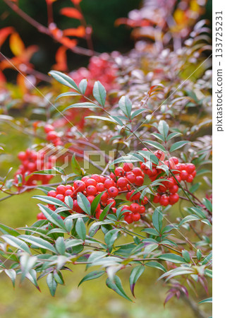 Nandina fruit　 133725231