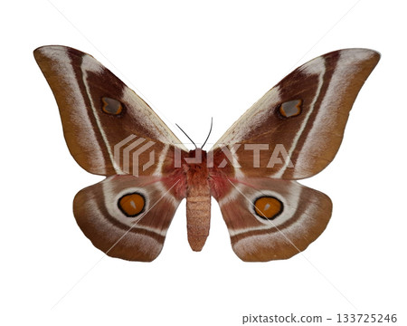The cabbage tree emperor moth Bunaea ascia displays its striking wings, featuring beautiful patterns and colors. The specimen is isolated against a clear background, highlighting its unique features. 133725246