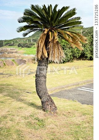 Cycads of Tanegashima 133725286