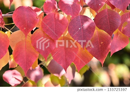 Autumn leaves 133725397