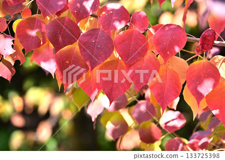 Autumn leaves Autumn leaves 133725398