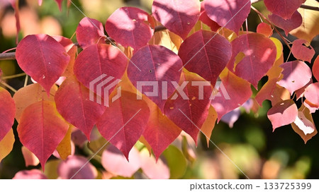 Autumn leaves Autumn leaves 133725399