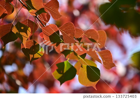 Autumn leaves Autumn leaves 133725403