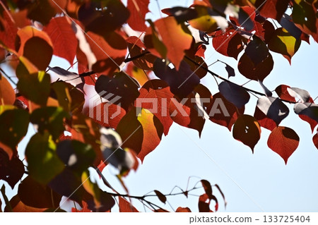 秋天的落葉 秋天的落葉 133725404