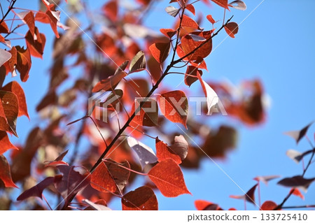 Autumn leaves 133725410