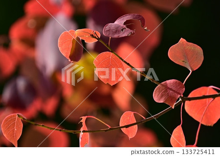 秋天的落葉 秋天的落葉 133725411