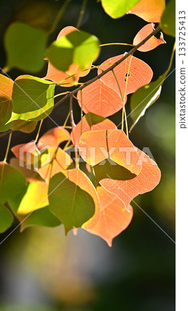 Autumn leaves 133725413