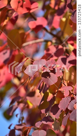 秋天的落葉 133725418