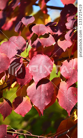 Autumn leaves 133725419