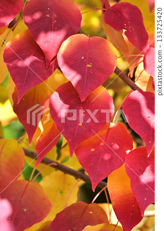 秋天的落葉 秋天的落葉 133725420