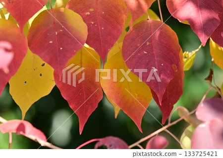 Autumn leaves Autumn leaves 133725421