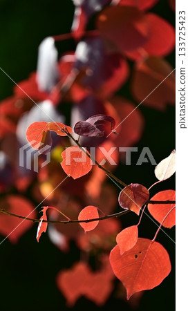 Autumn leaves Autumn leaves 133725423