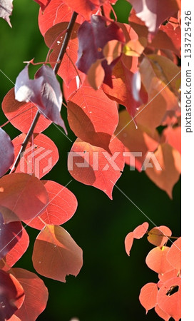 Autumn leaves Autumn leaves 133725426