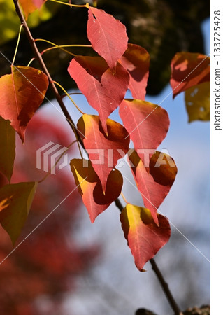 Autumn leaves 133725428