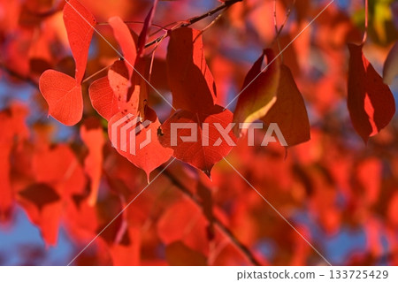 Autumn leaves 133725429