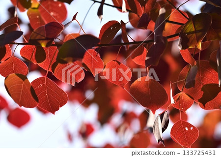 秋天的落葉 133725431