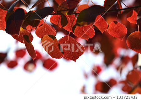 秋天的落葉 133725432