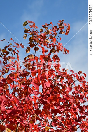 Autumn leaves 133725433