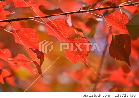 秋天的落葉 133725436