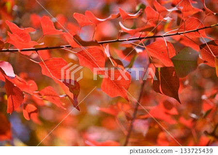 Autumn leaves Autumn leaves 133725439