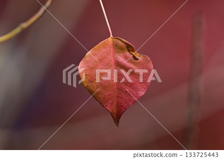秋天的落葉 133725443