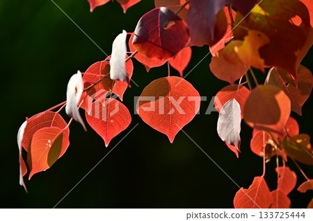 Autumn leaves Autumn leaves 133725444