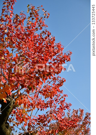 Autumn leaves Autumn leaves 133725445