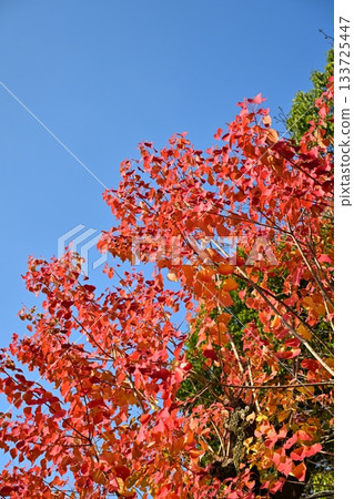 秋天的落葉 133725447