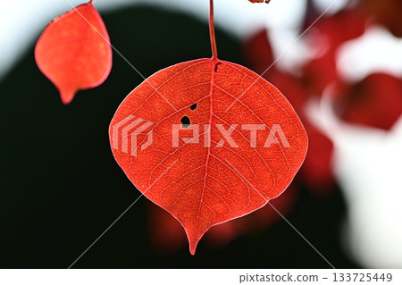 秋天的落葉 133725449