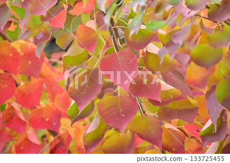 Autumn leaves Autumn leaves 133725455