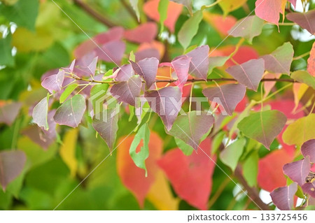Autumn leaves Autumn leaves 133725456