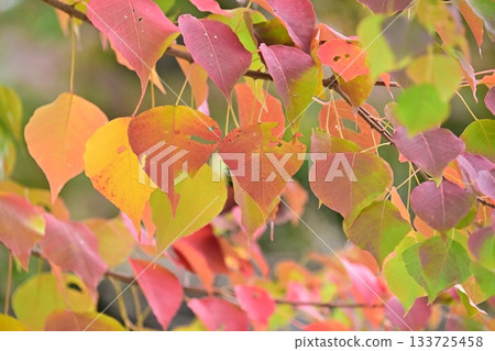 秋天的落葉 133725458