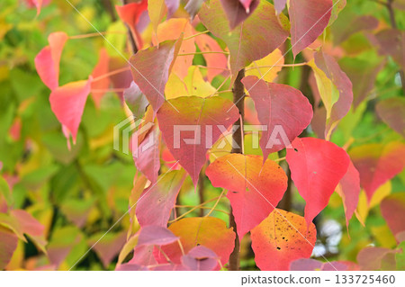Autumn leaves Autumn leaves 133725460