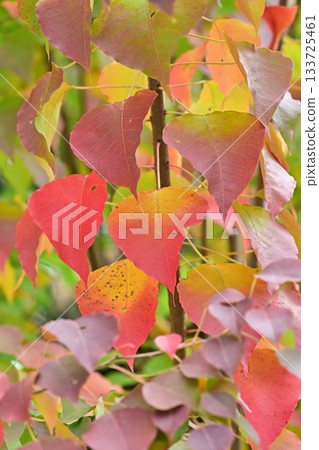 秋天的落葉 秋天的落葉 133725461