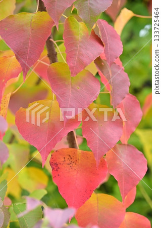 Autumn leaves Autumn leaves 133725464