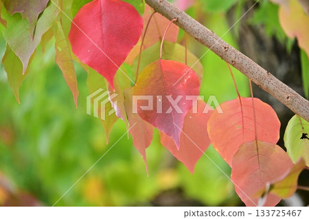 秋天的落葉 133725467