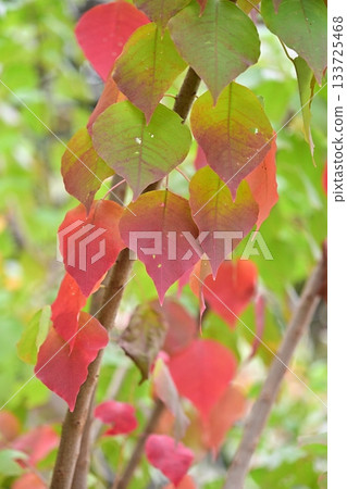 秋天的落葉 133725468