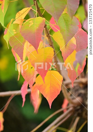 秋天的落葉 133725470