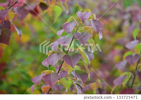 秋天的落葉 133725471